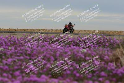 media/Jan-14-2023-SoCal Trackdays (Sat) [[497694156f]]/Turn 14 Exit Bloomig (145pm)/
